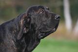FILA BRASILEIRO 083